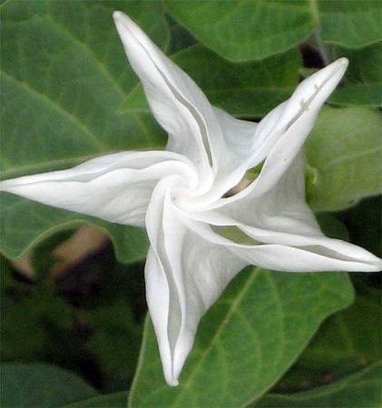 花13.JPG