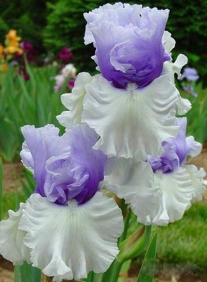 花10.JPG