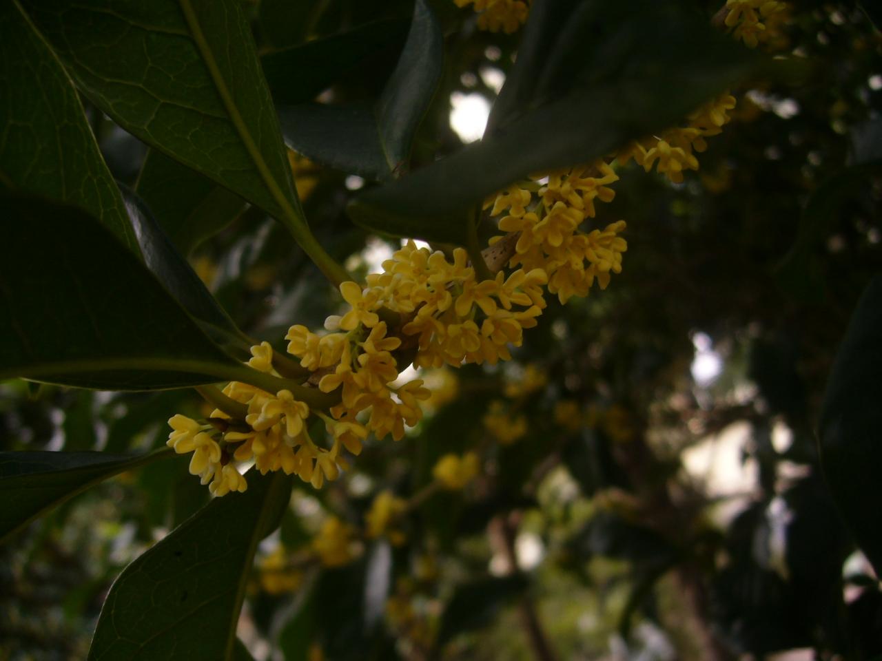 P1130309.JPG