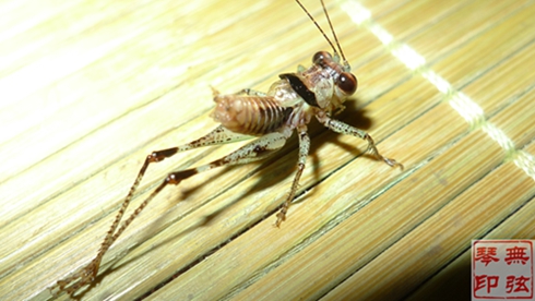 鼓螽11.jpg