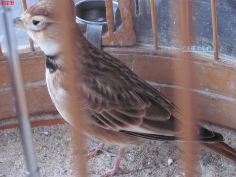 2011_12_26_16_001.jpg