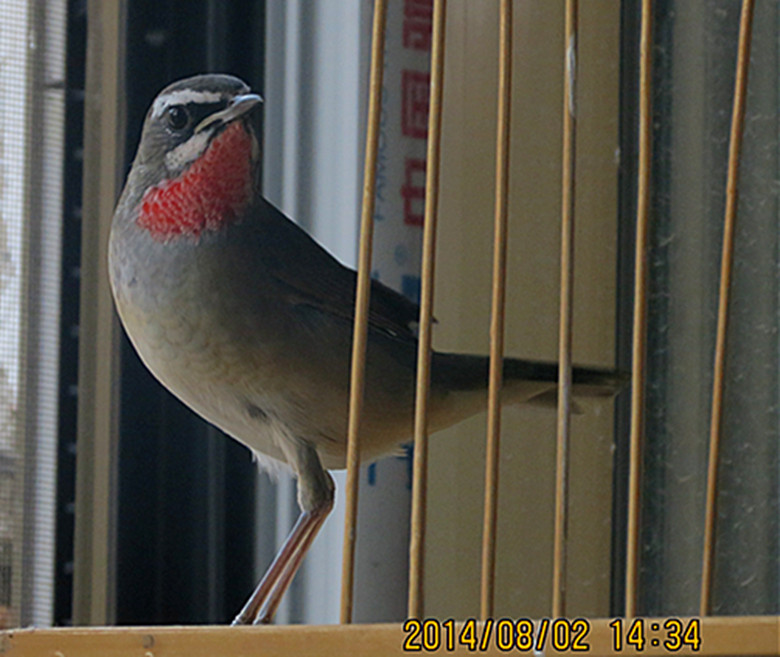 IMG_0009_副本.jpg