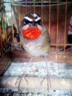 DSC_0119_副本.jpg