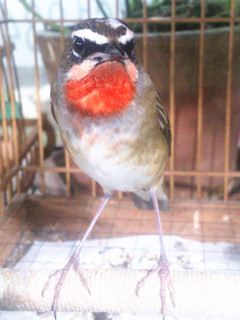 DSC_0116_副本.jpg