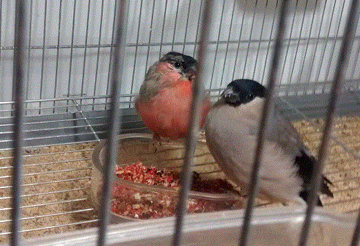 红腹灰雀41.gif