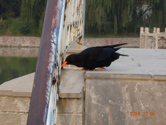 DSC00385.jpg