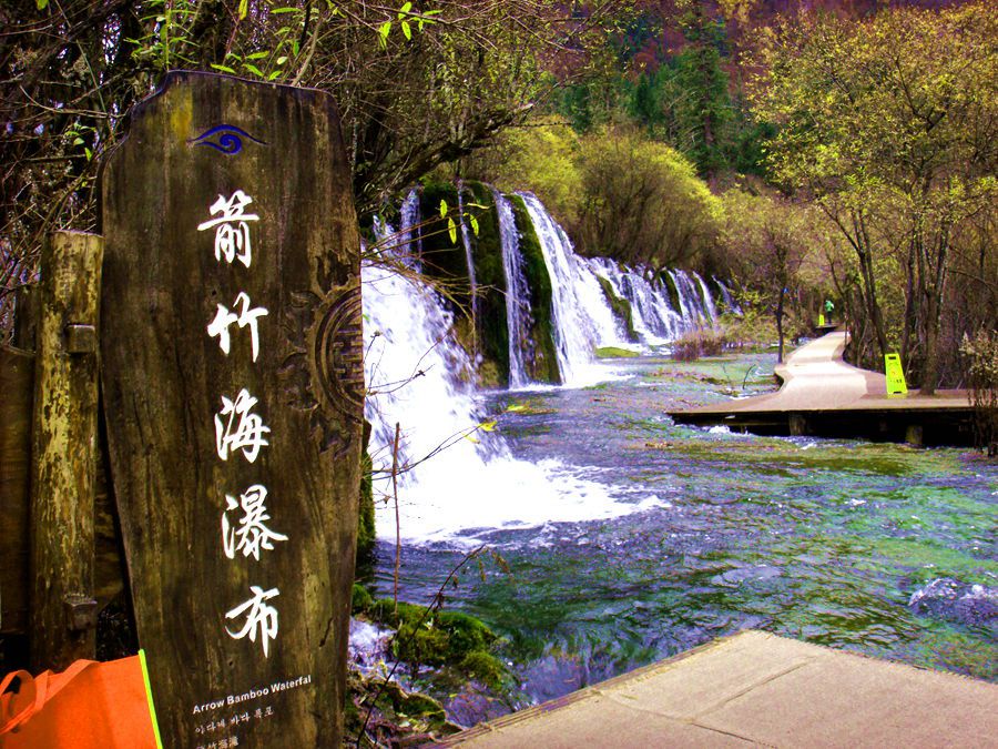 4箭竹海2.JPG