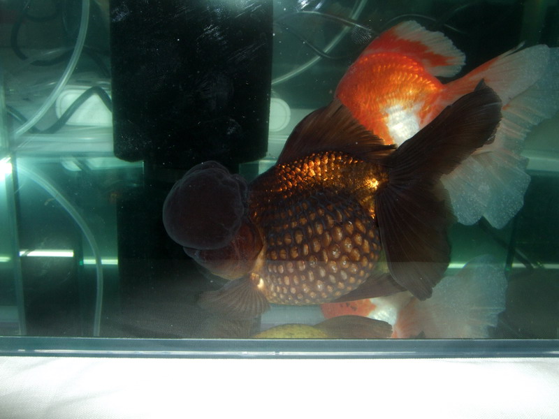 DSCF3839.jpg