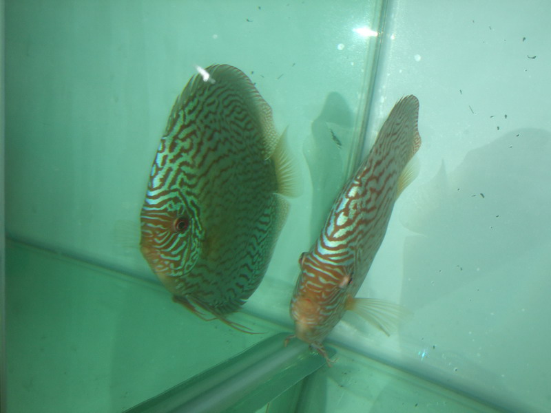 DSCF3922.jpg