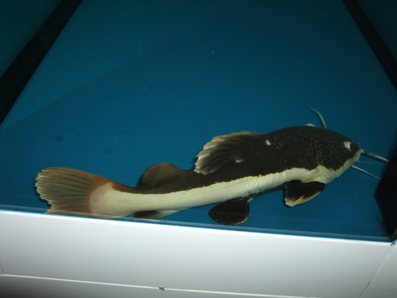 DSCF3815.jpg