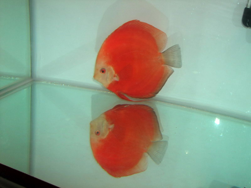 DSCF3911.jpg
