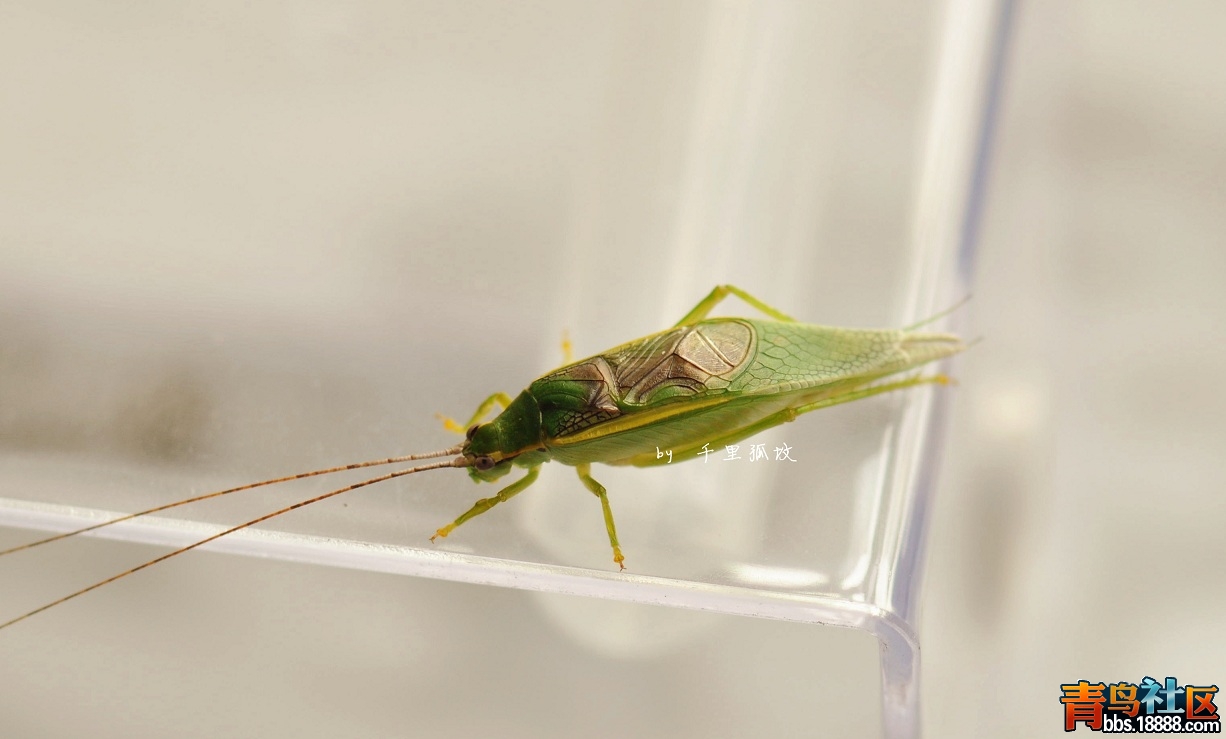DSC_0179_副本.jpg