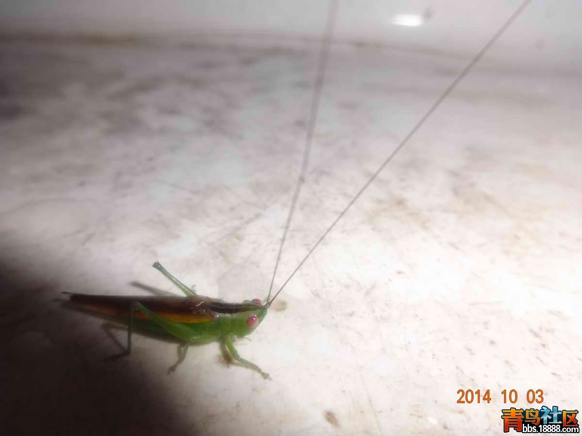 DSC00720.JPG