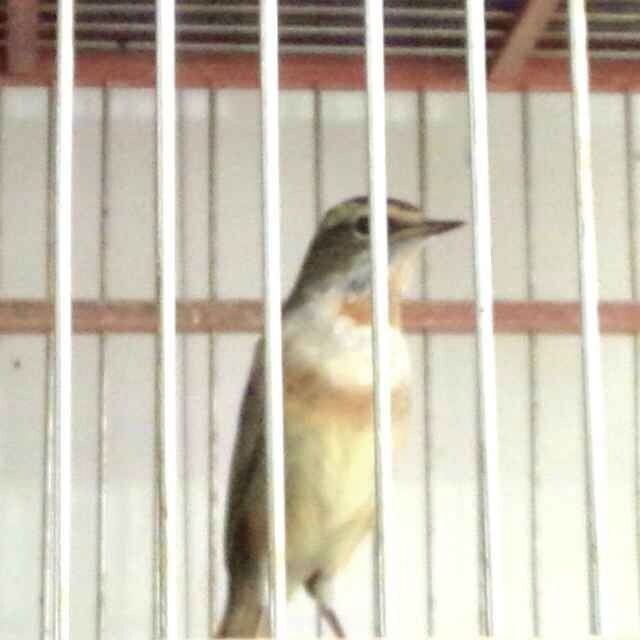 玉带.jpg