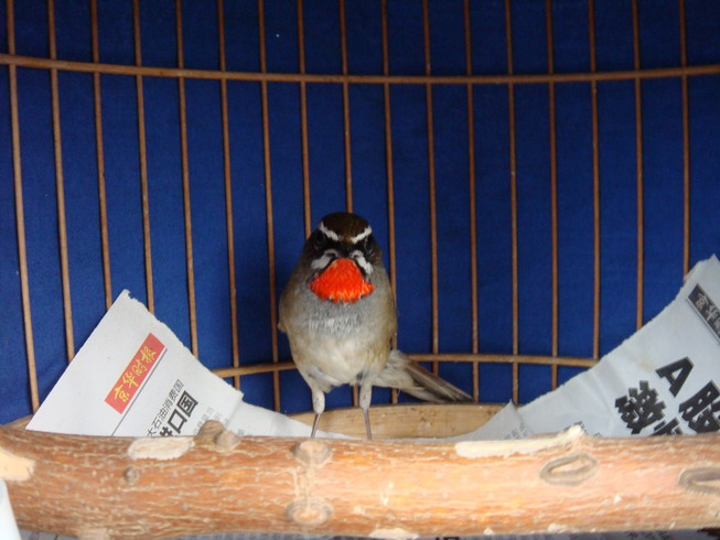 DSC05086_缩小大小.JPG