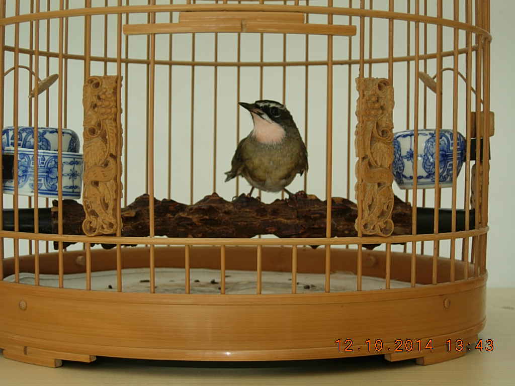 DSCN4294.JPG