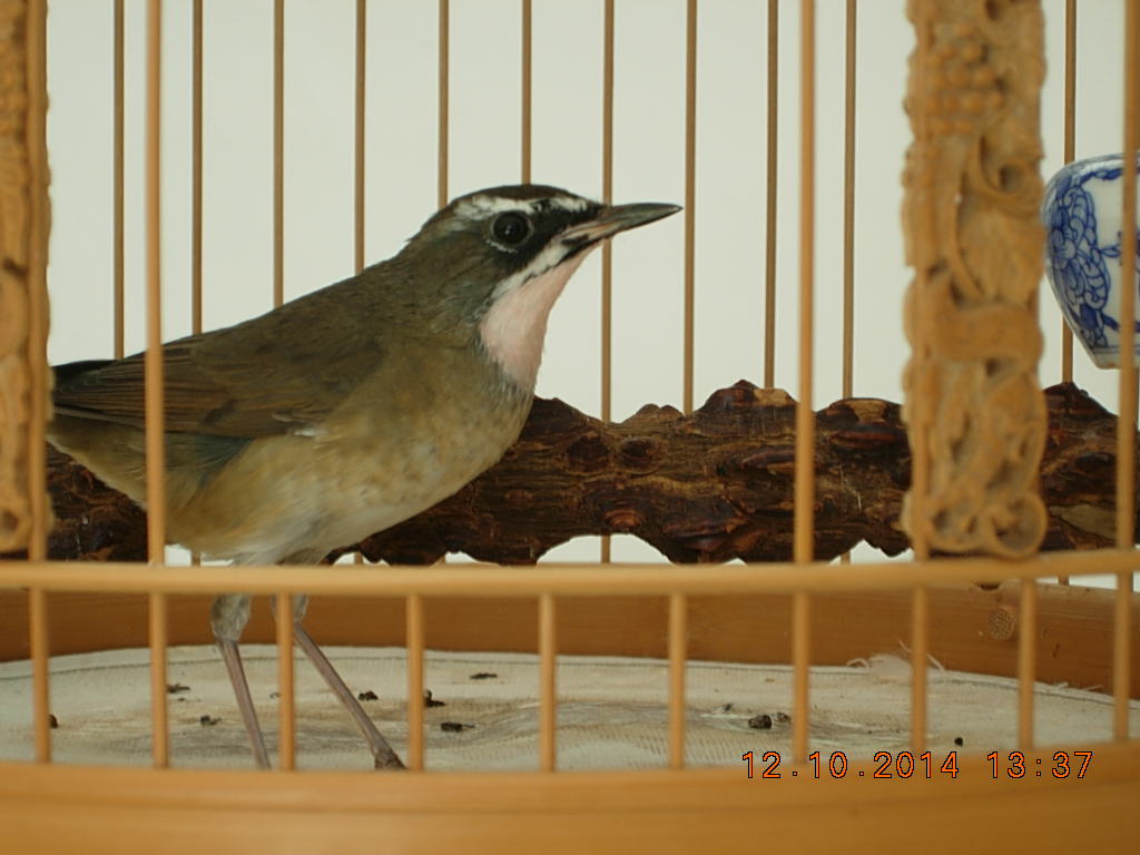 DSCN4281.JPG