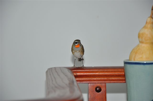 DSC_0303.JPG