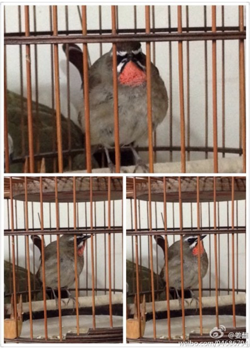 小红二号副本.jpg