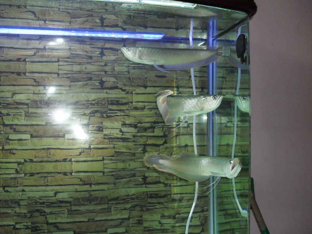 鱼19.jpg