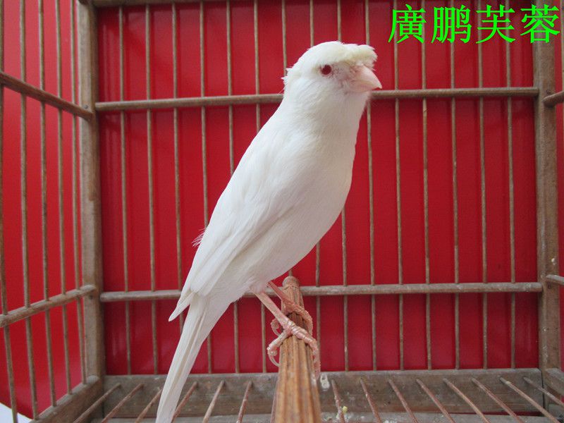 IMG_1556_副本_副本_副本.jpg