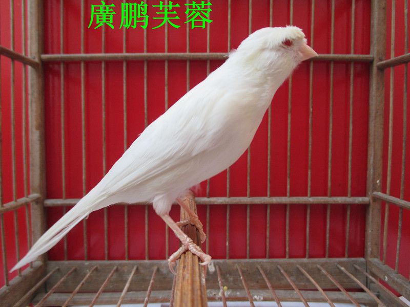 IMG_1466_副本_副本_副本.jpg