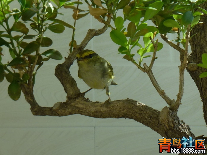P1090891_调整大小.jpg