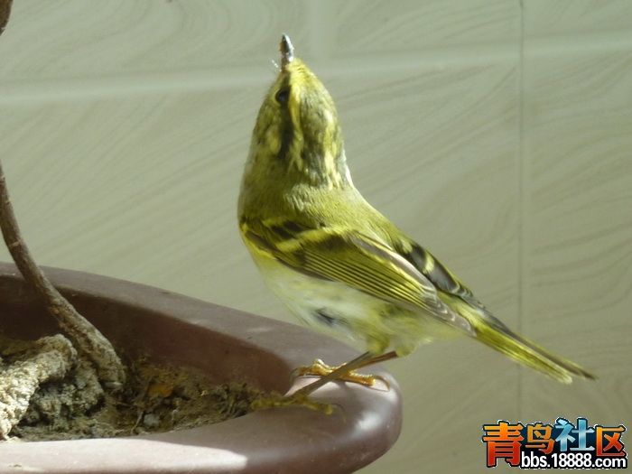 P1090808_调整大小.jpg