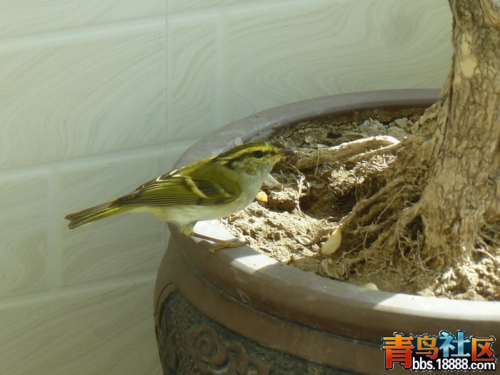 P1090693_调整大小.jpg