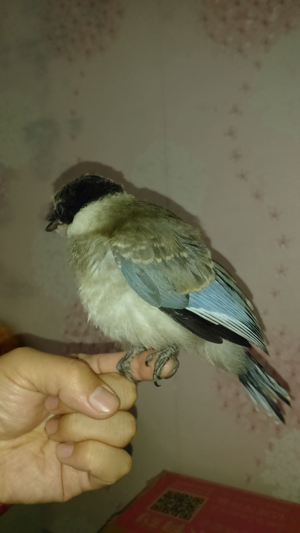 DSC_0340_副本.jpg