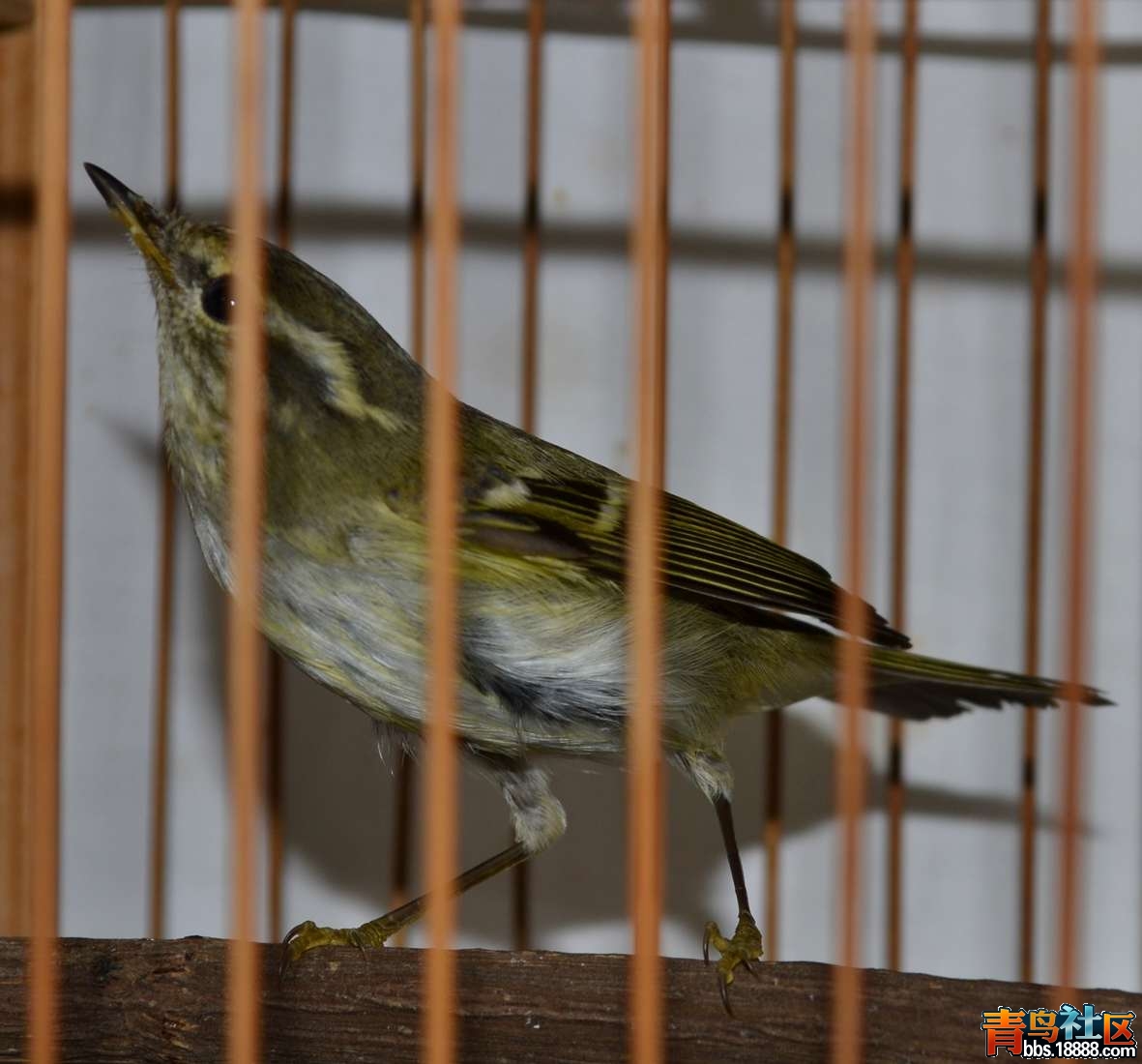 DSC_1952.JPG