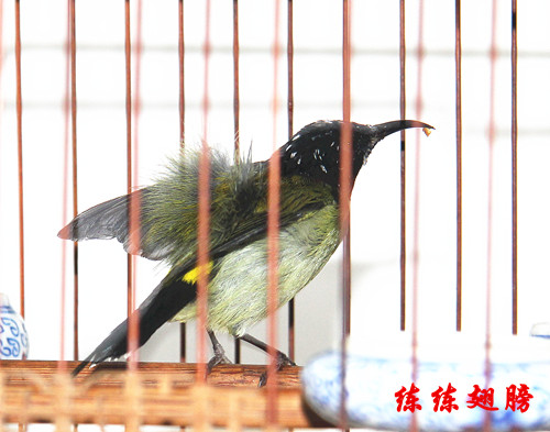 蜂鸟14.jpg