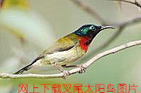 叉尾太阳鸟01.jpg