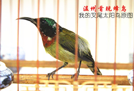 叉尾太阳鸟00.jpg