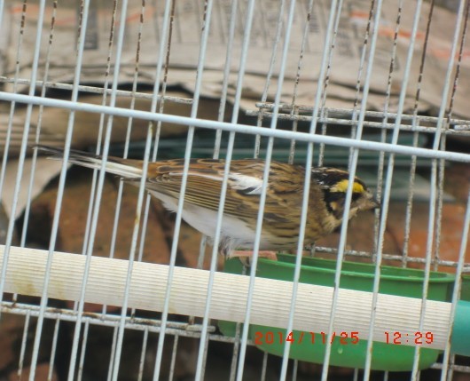 QQ图片20141125205319.jpg