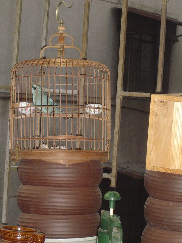 铜蓝翁1.jpg