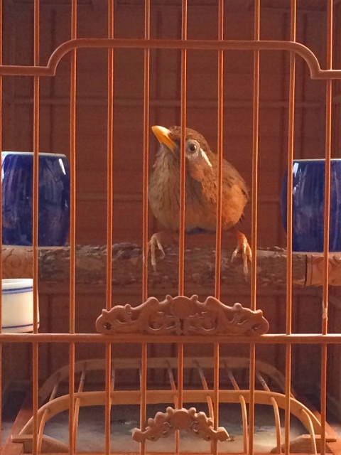 s-鸟20141029 082.jpg