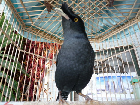 04-小黑.jpg