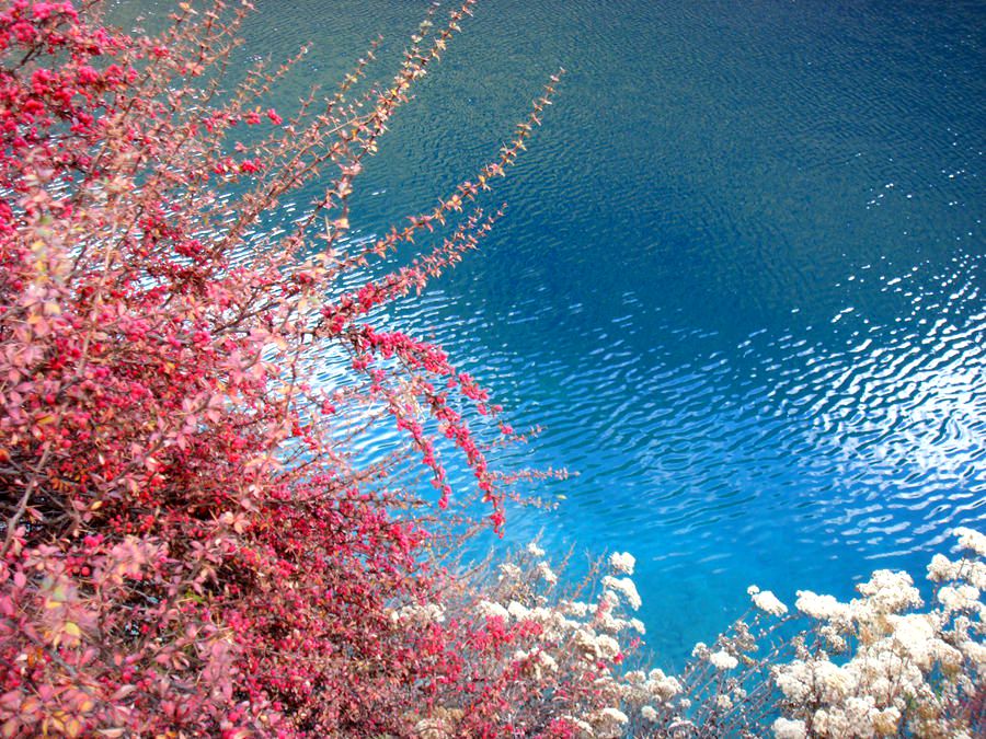 17芦苇海12.JPG