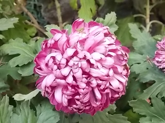 DSCN1217.JPG