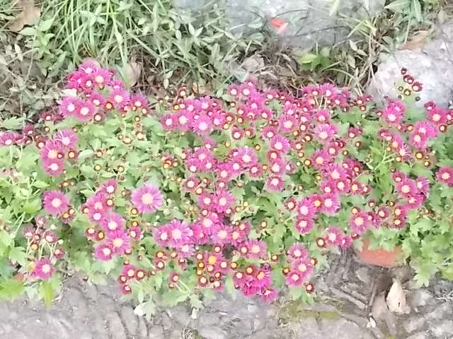 DSCN1310.JPG