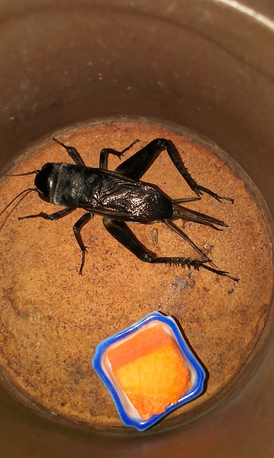 IMAG0250.jpg