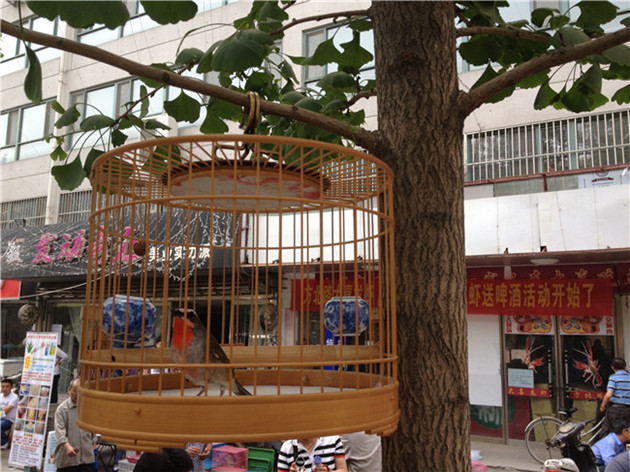 朱主任的四喜眉穿当红 (3).JPG