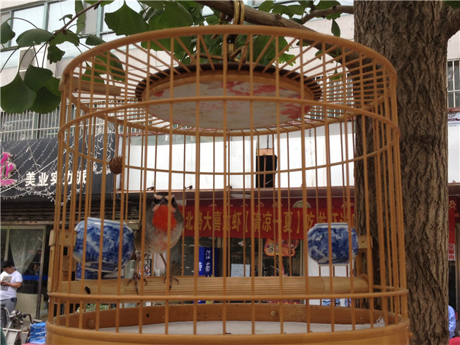 朱主任的四喜眉穿当红 (1).JPG