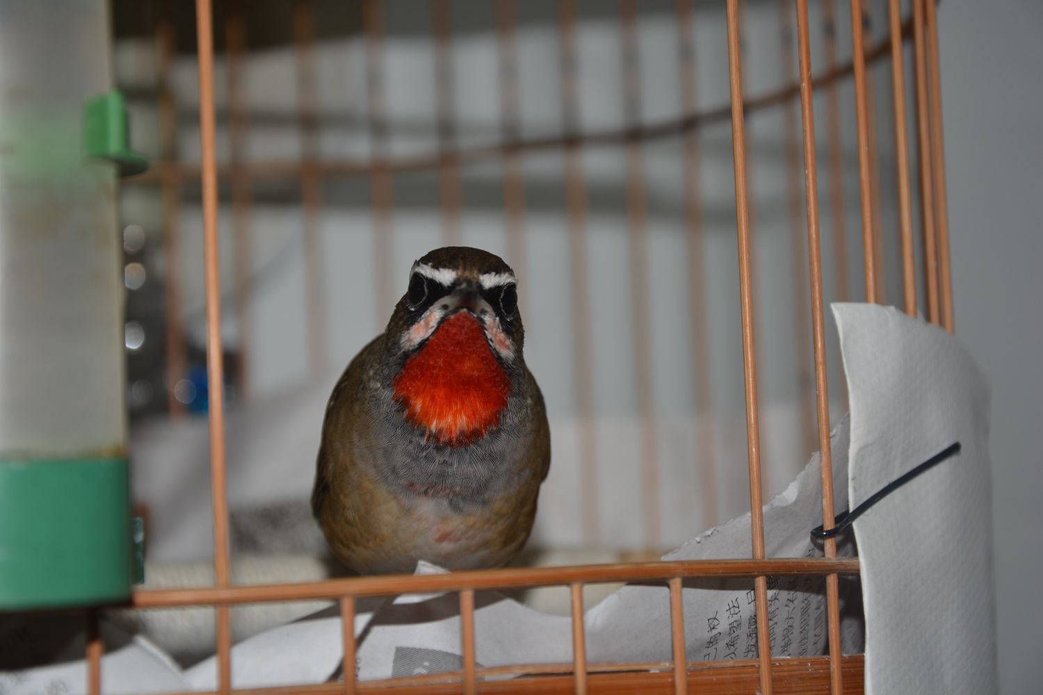 DSC_0542_副本.jpg