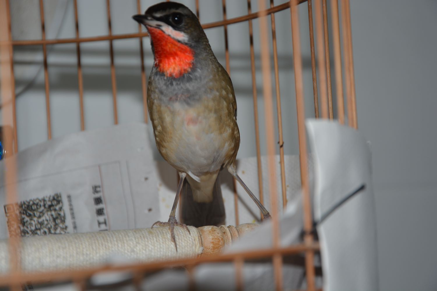 DSC_0532_副本.jpg
