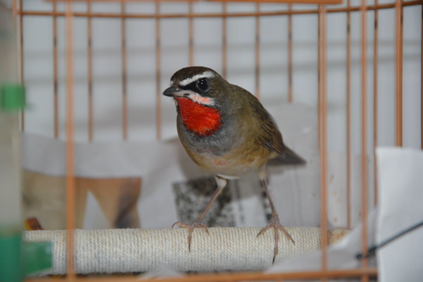 DSC_0436_副本.jpg