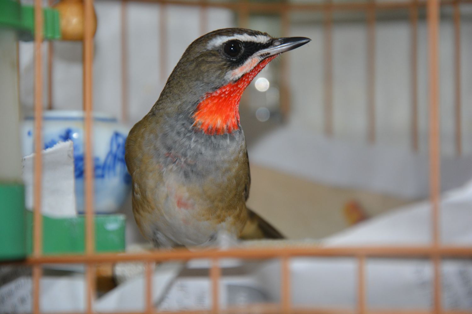 DSC_0456_副本.jpg
