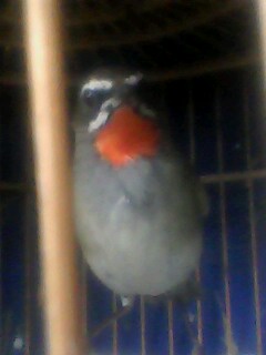 IMG0149B.jpg
