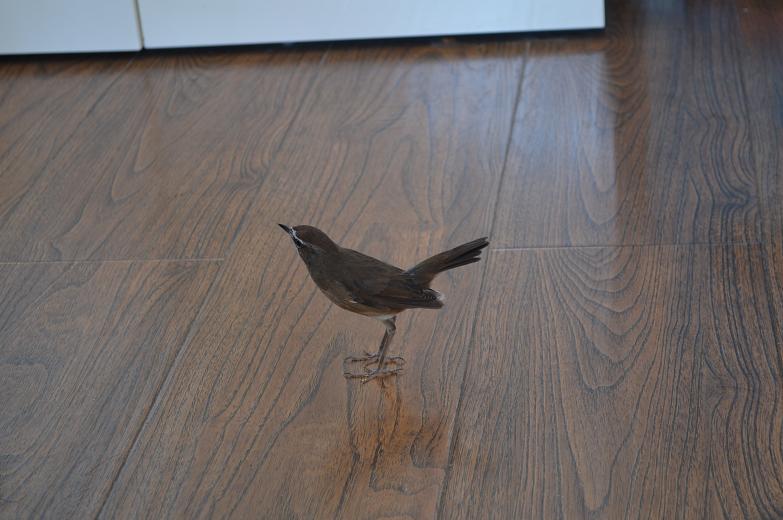 DSC_4083.JPG